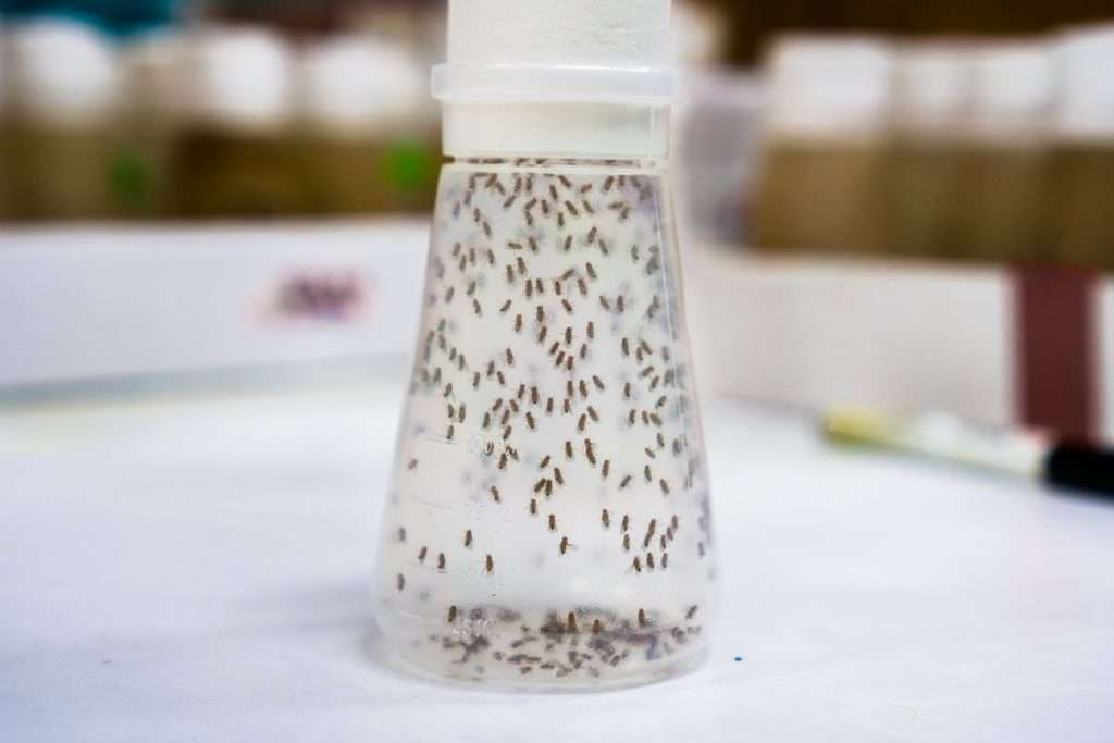 Vial containing Fruit Flies